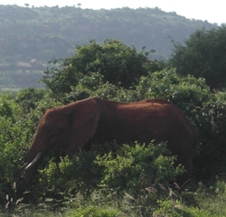 Kenia Reise mit Safari