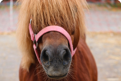 Reiten & Urlaub für Familien im Elbsandsteingebirge