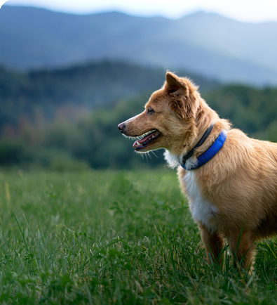 Urlaub mit Hund in der Sächsischen Schweiz